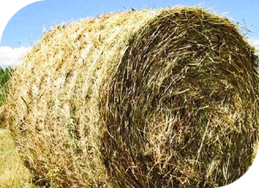 Сено люцерны